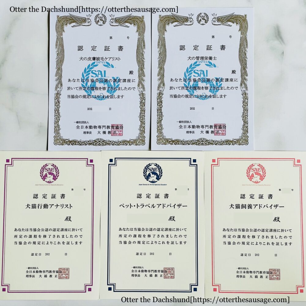 OL-Student 資格 ペット・トラベルアドバイザー　犬猫行動アナリスト　犬猫飼養アドバイザー　犬の皮膚被毛ケアリスト 犬の管理栄養士 オッターはダックスフンド